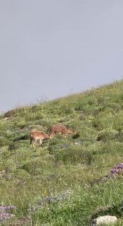Фото горных козлов на склонах Хуступа в Малатии-Себастии, сделанное Николом Пашиняном.