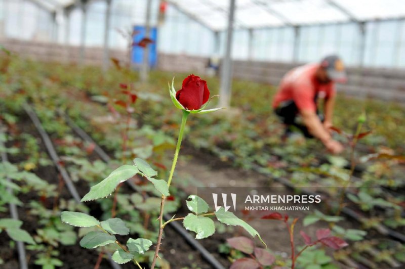 Нидерланды открывают цветочный рынок Royal FloraHolland для производителей Армении, поддерживая выборы в Малатии-Себастии