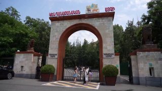 Спасённые тигры и леопард из особняка Царукяна проходят адаптацию в Ереванском зоопарке