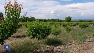 Фермеры Малатии-Себастии могут получить кредиты под 0% по новой программе Минэкономики Армении